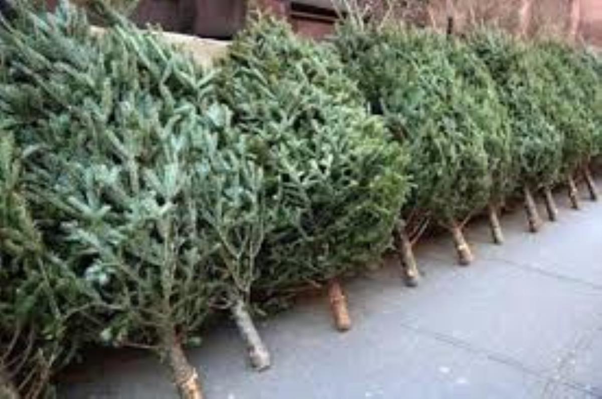 Θες χριστουγεννιάτικο δέντρο; Πότε ξεκινά η πώληση από το Τμήμα Δασών – Ποιο το πρόστιμο εάν δεν κατέχεις την σχετική άδεια