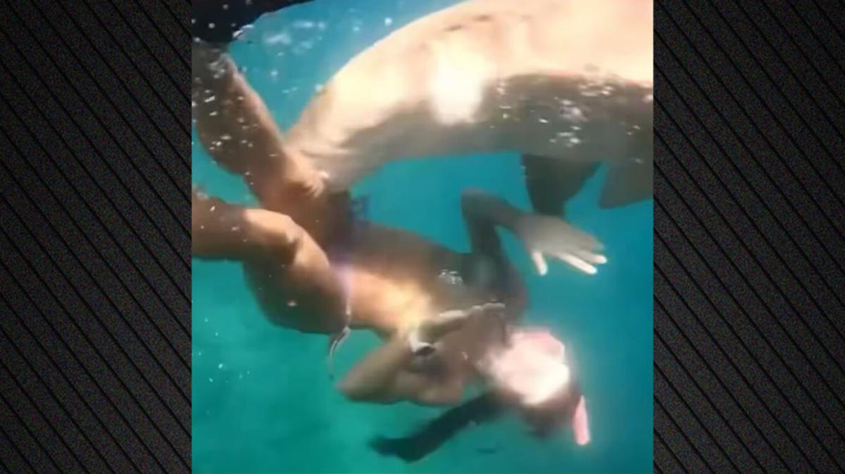 ΒΙΝΤΕΟ: Άγρια επίθεση καρχαρία σε γυναίκα – «Ήξερα ότι με είχε δαγκώσει»