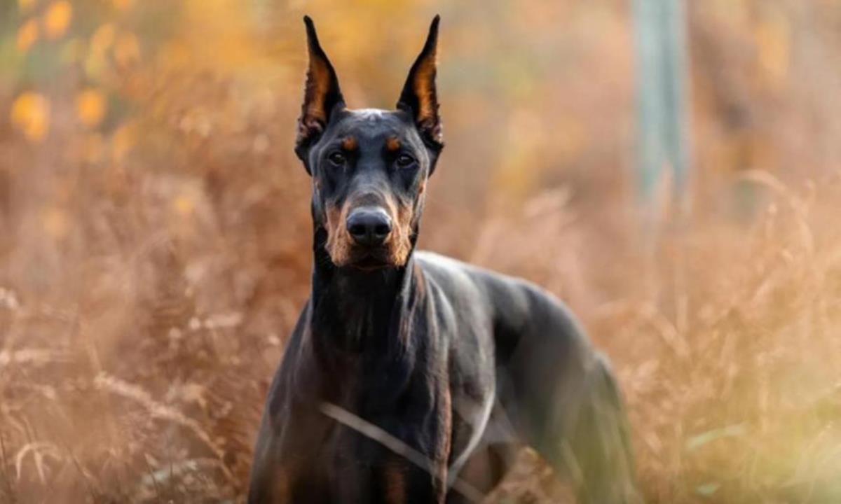 Γνωστός ποδοσφαιριστής αγόρασε σκύλο με 30.000 λίρες για φύλακα μετά από απειλές για τη ζωή του!