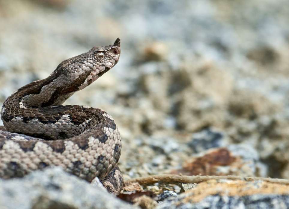 Πώς θα ξεχωρίσετε μια οχιά από ένα ακίνδυνο φίδι