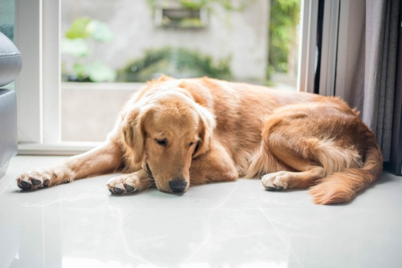 Έχετε σκυλάκι; Πώς μπορείτε να το εκπαιδεύσετε για να μένει μόνο του χωρίς πρόβλημα