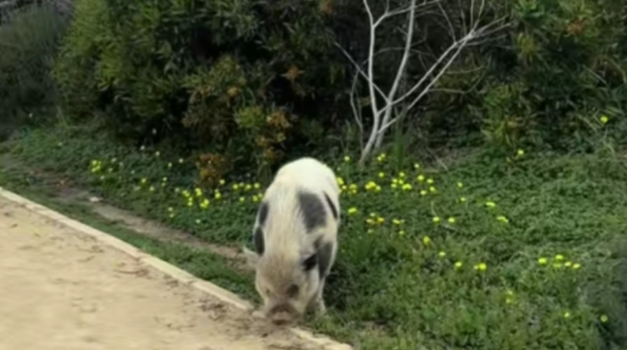 Viral: Πήγε για μια απλή βόλτα στην Κύπρο και αυτό που αντίκρισε την άφησε άφωνη – Δείτε τι πετάχτηκε μπροστά της!