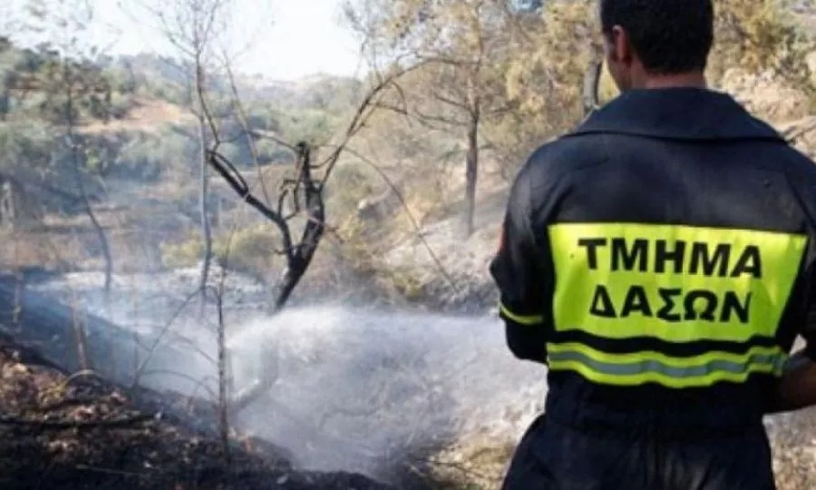 Πυρκαγιά στη Λεμεσό: Δέντρο χτυπήθηκε από κεραυνό - Δείτε φωτογραφία