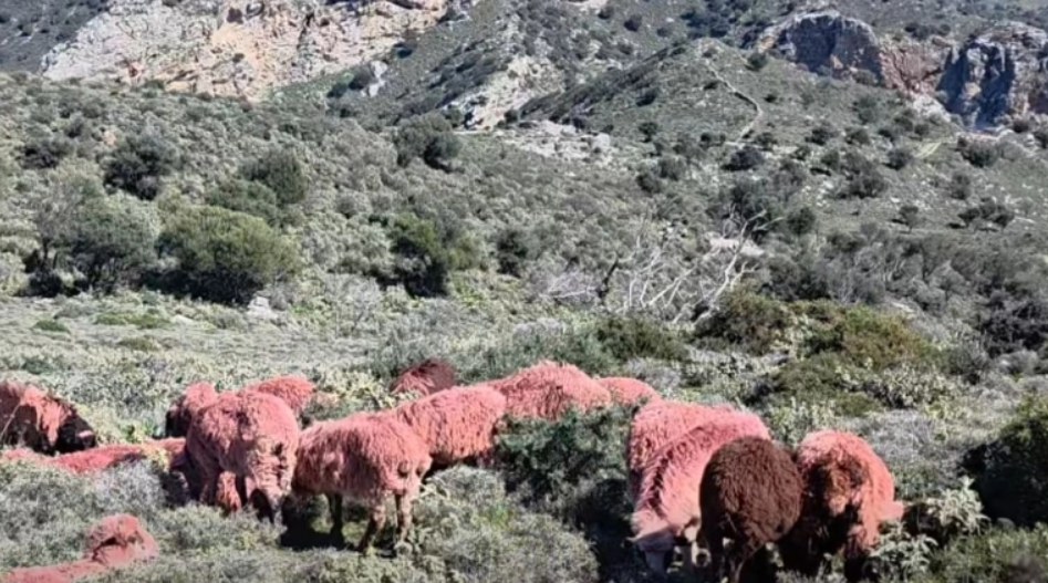 Βοσκός στην Κρήτη έβαψε κόκκινα τα πρόβατά του: Ο απίθανος λόγος της απόφασής του