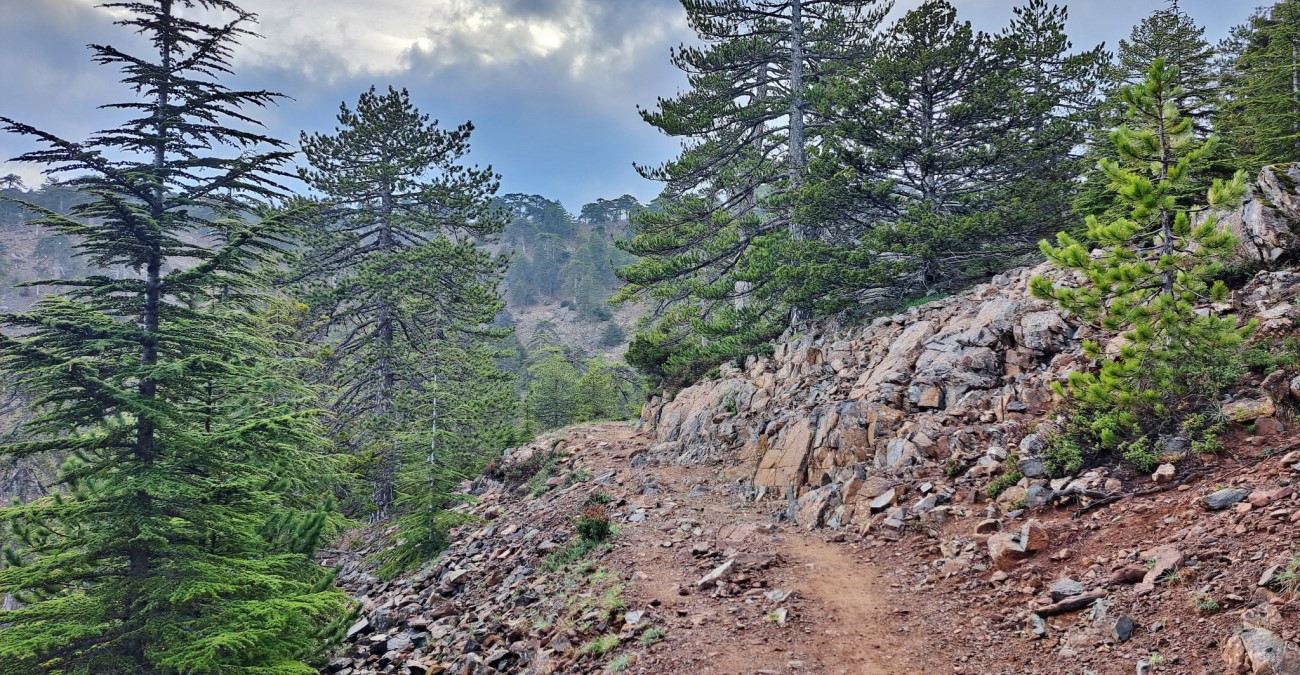 Χάθηκαν δύο νεαροί στο Τρόοδος – Στήθηκε επιχείρηση εντοπισμού τους – Τι συνέβη
