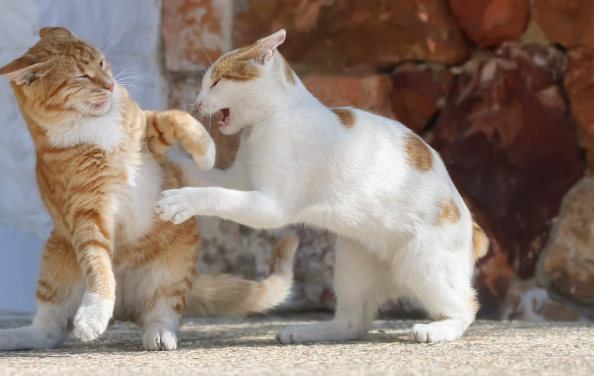 5 πράγματα που πρέπει απαραίτητα να ξέρετε για τους καβγάδες ανάμεσα στις γάτες