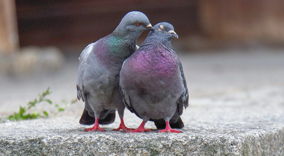 Ο λόγος που κανένας δεν έχει δει ποτέ μωρό περιστέρι: Οι θεωρίες συνωμοσίας και η πραγματικότητα