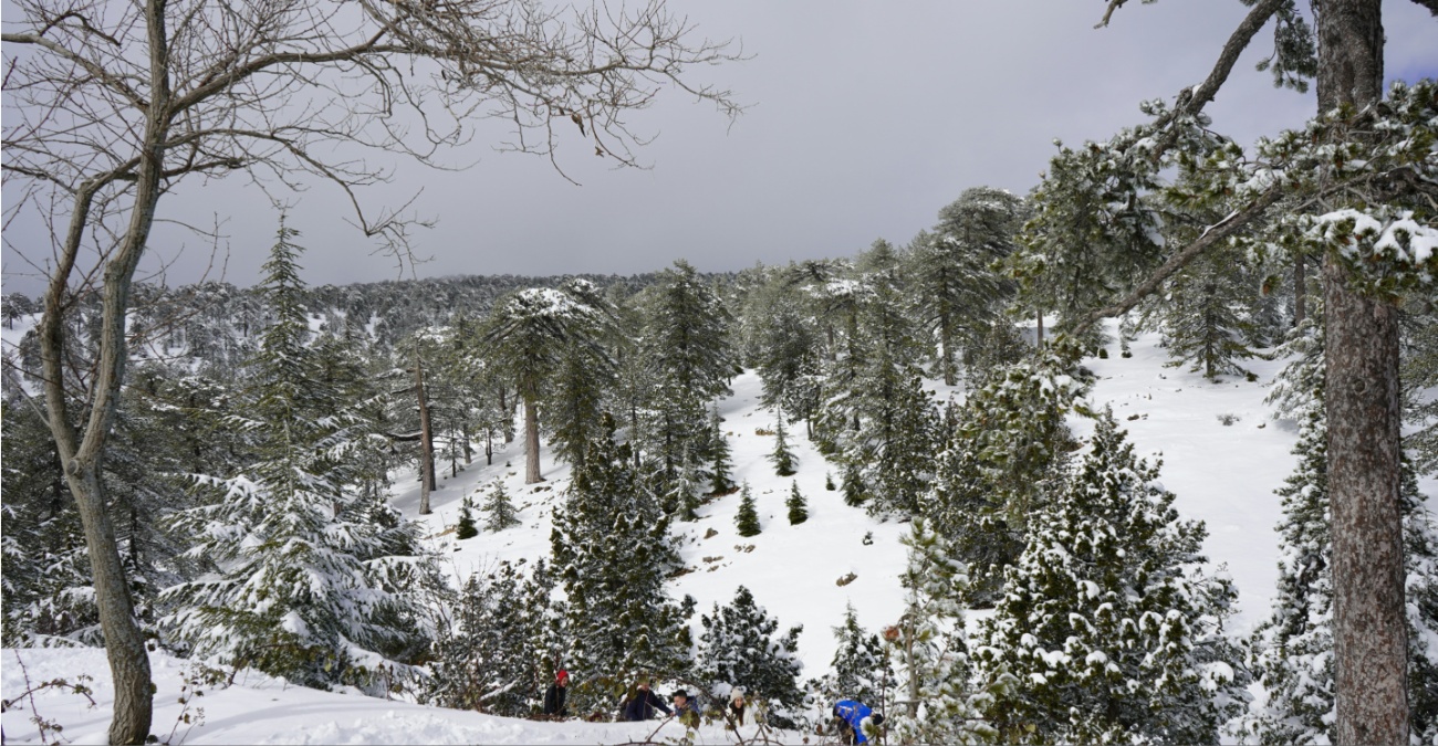  ΒΙΝΤΕΟ: Πολίτες μετακινούν βράχο από το δρόμο Πλατρών–Τροόδους – Προσοχή στις κατολισθήσεις