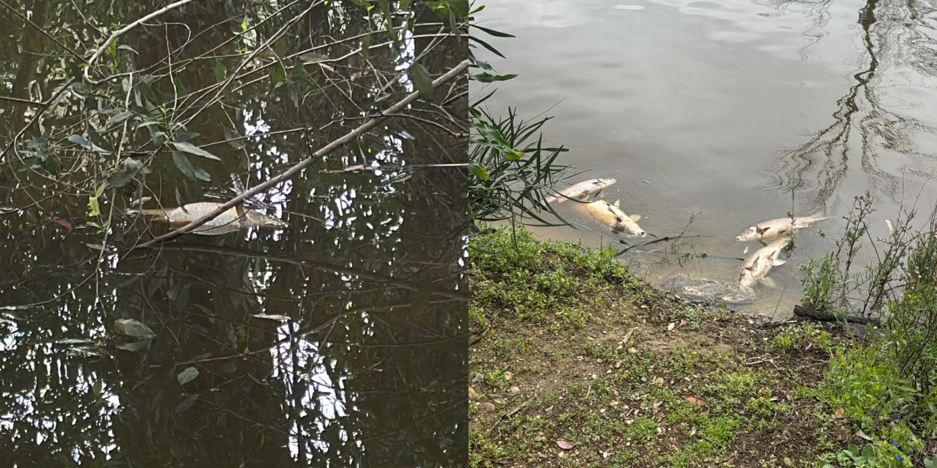 BINTEO: Παραμένει το μυστήριο με τα νεκρά ψάρια στο Πάρκο Αθαλάσσας - Αναπάντητα ερωτηματικά