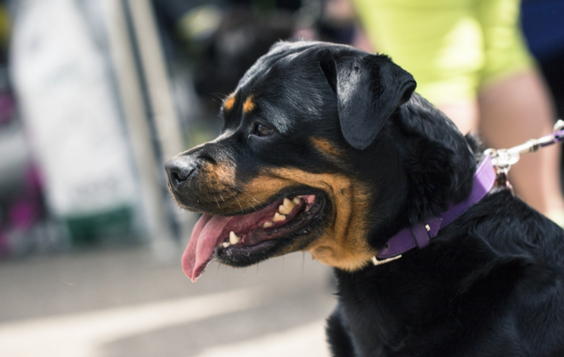 Ροτβάιλερ επιτέθηκε και τραυμάτισε πολίτη – Mεταφέρθηκε στο νοσοκομείο – Αστυνομικός πυροβόλησε και σκότωσε τον σκύλο Ροτβάιλερ επιτέθηκε και τραυμάτισε πολίτη – Mεταφέρθηκε στο νοσοκομείο – Αστυνομικός πυροβόλησε και σκότωσε τον σκύλο