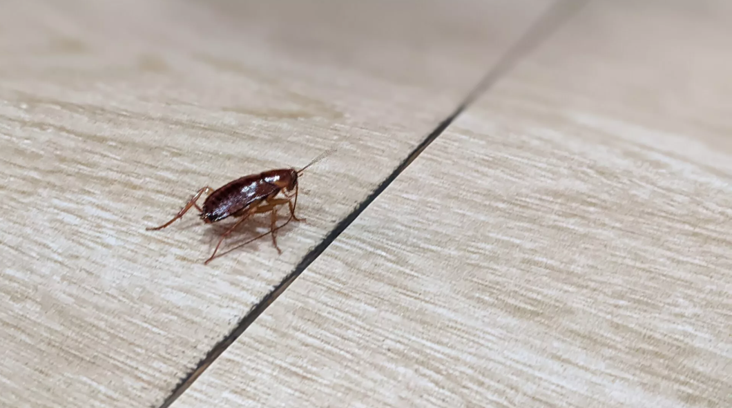 Γιατί βλέπουμε κατσαρίδες τον χειμώνα; Οι λόγοι που ίσως δεν γνωρίζαμε