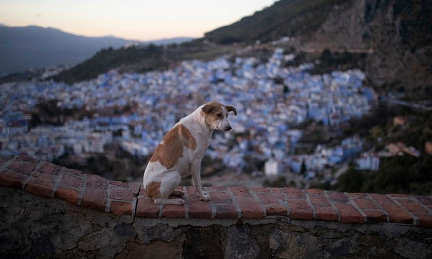 Σφαγεία, δηλητηριάσεις και πυροβολισμοί: Σοκαριστικές καταγγελίες για τα αδέσποτα στο Μαρόκο ενόψει Μουντιάλ 2030!