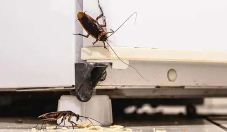Ούτε γεράνι, ούτε λεβάντα: Το φυτό που πρέπει να βάλετε στο σπίτι σας για να διώχνετε τις κατσαρίδες