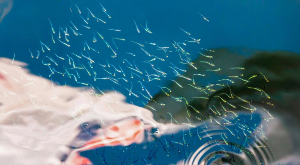 Ποια εποχή του χρόνου «κολυμπάει» πιο γρήγορα το σπέρμα