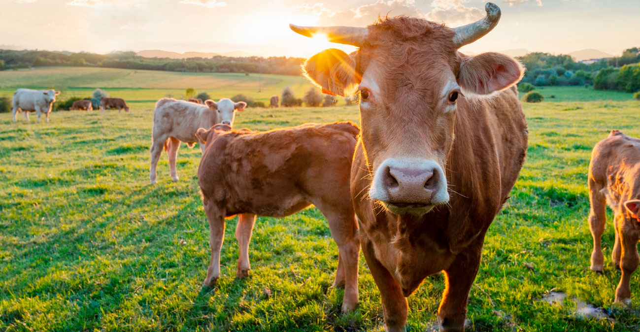 Συναγερμός: Πρώτο κρούσμα αφθώδους πυρετού στις ελεύθερες περιοχές - Θανατώνονται ζώα, αποκλεισμός 3 χιλιομέτρων