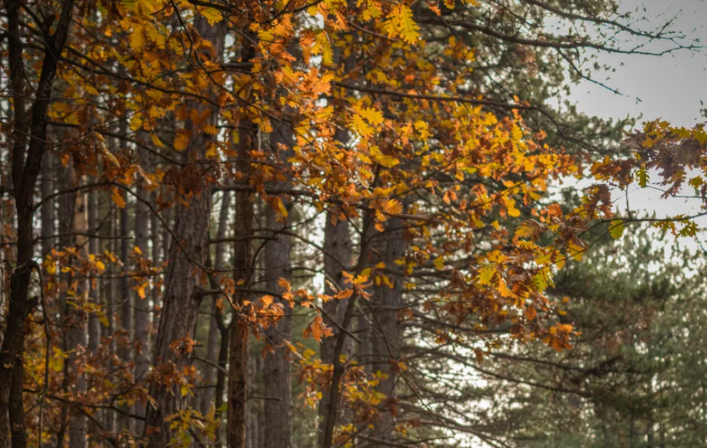 Japanese Walking: Η Μέθοδος Περπατήματος που Βελτιώνει την Υγεία και τη Φυσική Κατάσταση