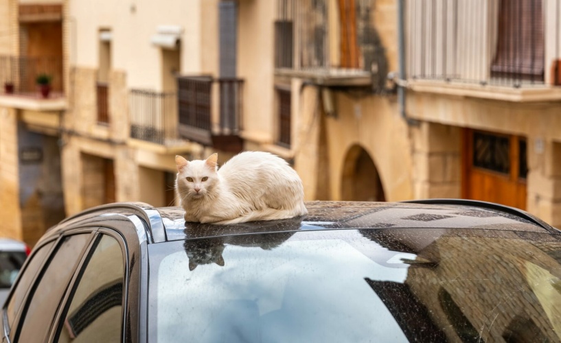 Οι λόγοι που οι αδέσποτες γάτες επιλέγουν να κάθονται πάνω στα αυτοκίνητα