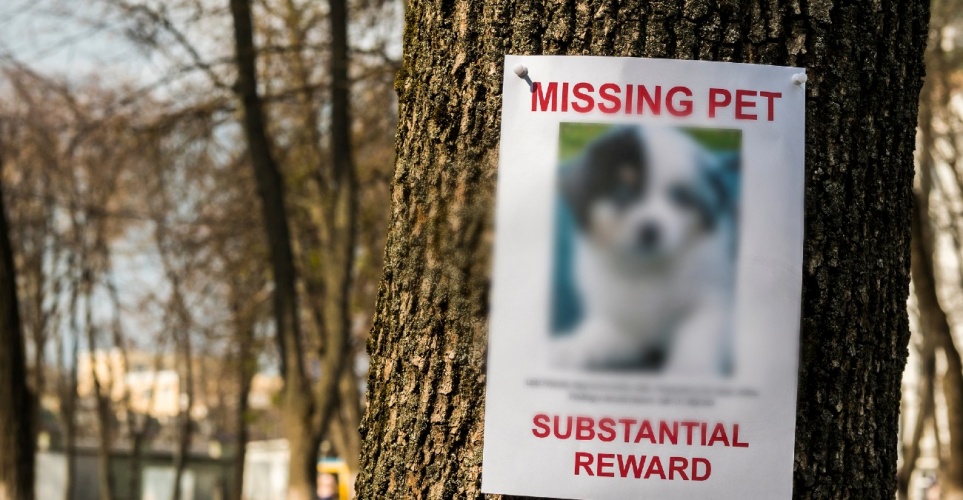 Άφαντος παραμένει ο Μάιλο - Έκκληση για πληροφορίες και επιστροφή του - 2000 ευρώ η αμοιβή - Δείτε φωτογραφία