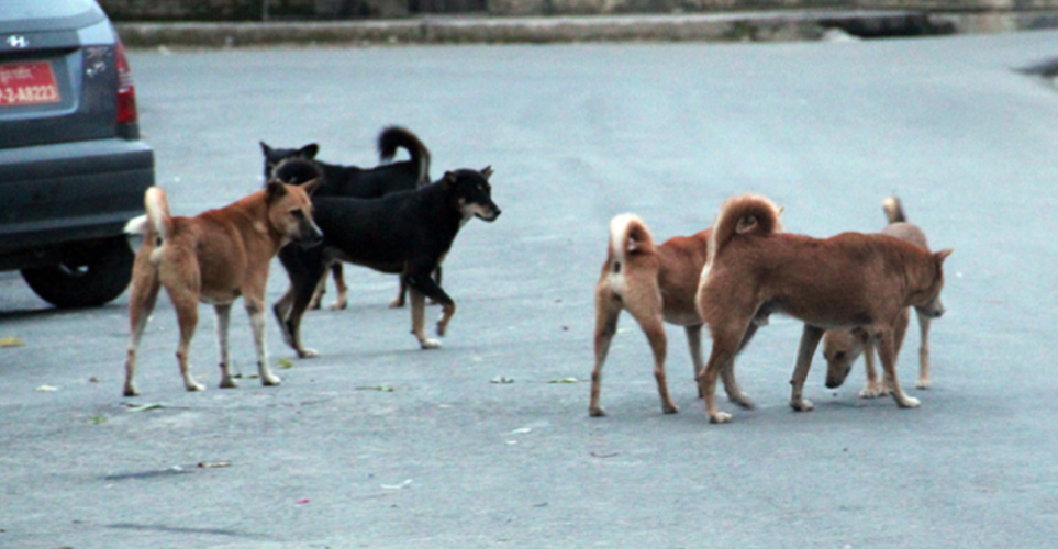 VIDEO: Ανησυχία στην Κλήρου από αγέλη σκύλων - Σε απόγνωση οι κάτοικοι - «Κατασπάραξαν κοτόπουλα και γάτες»