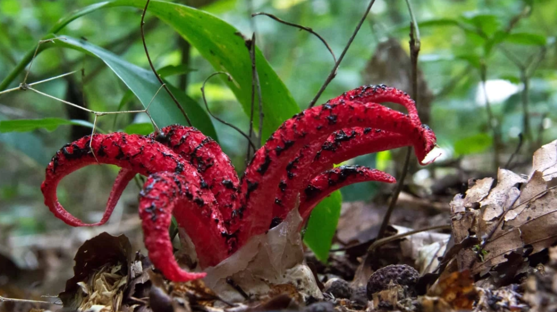 Μοιάζει με πλάσμα τρόμου, αλλά είναι μανιτάρι: Μυρίζει σάπιο κρέας