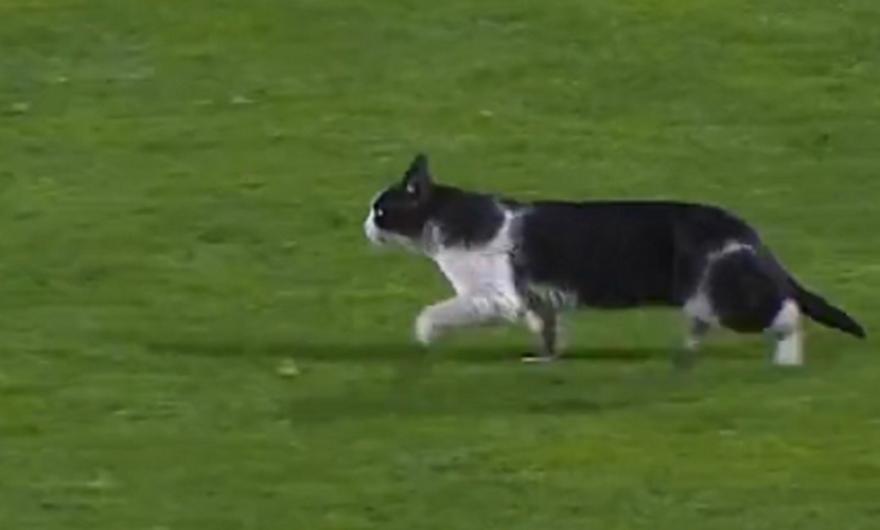 Γάτα διέκοψε το ματς της Σπόρτινγκ