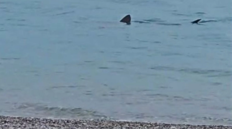 ΕΛΛΑΔΑ: Καρχαρίας 4-5 μέτρων (!) στα ρηχά του Λουτρακίου: Έπαθαν πλάκα οι περαστικοί (ΒΙΝΤΕΟ)