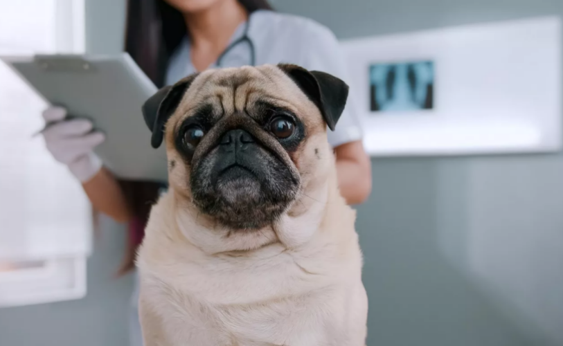Γιατί ο σκύλος σας φοβάται στον κτηνίατρο- Πώς να τον βοηθήσετε