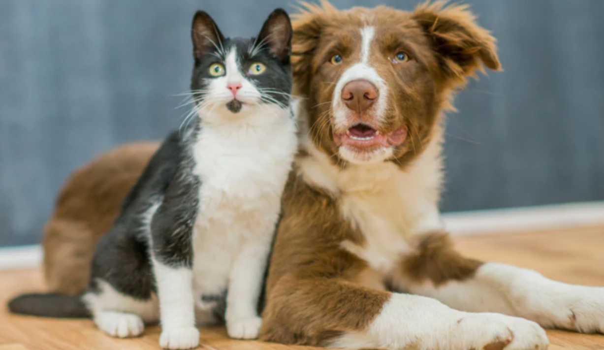 Αφθώδης πυρετός: Μεταδίδεται τελικά σε σκύλους και γάτες; - Ποια ζώα επηρεάζει και ποια θανατώνονται