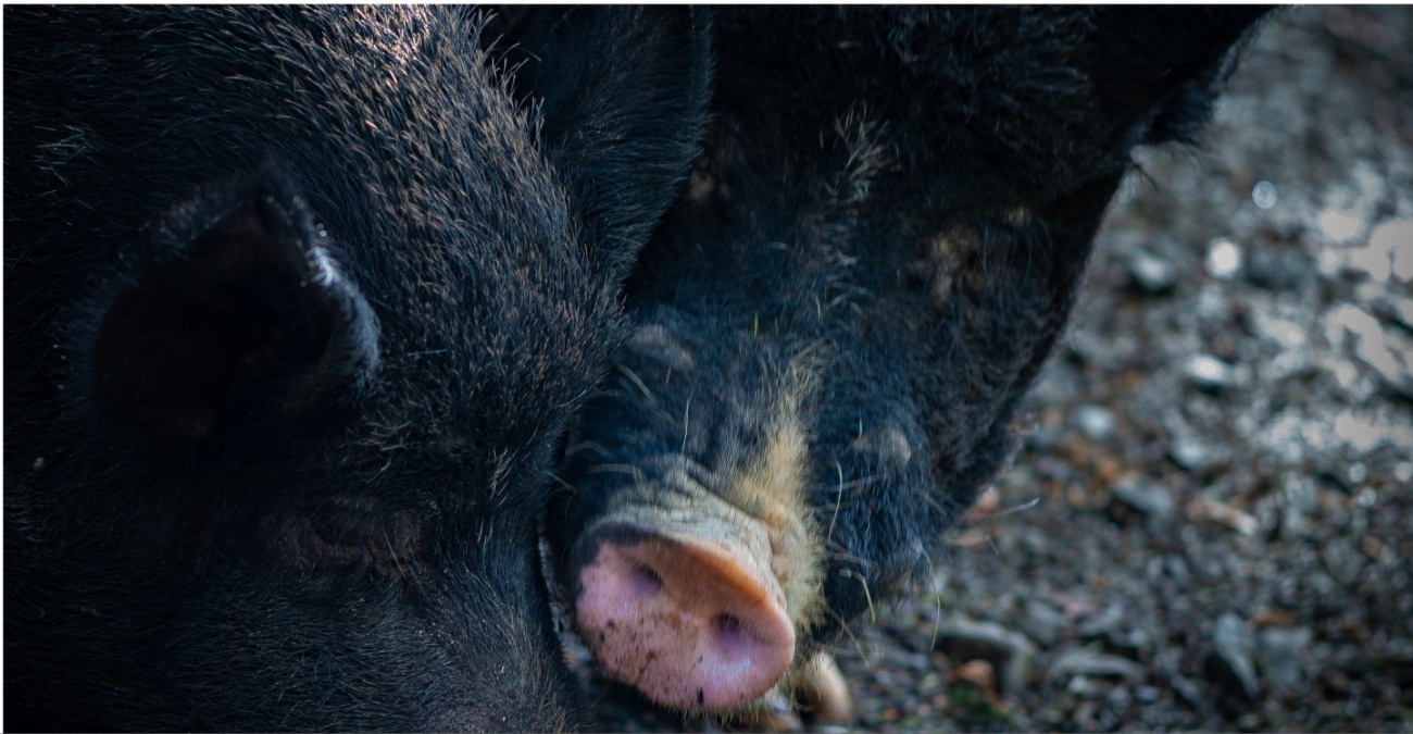 ΒΙΝΤΕΟ: Ο πιο... «γουρουνάτος» πεζός στους δρόμους της Λεμεσού