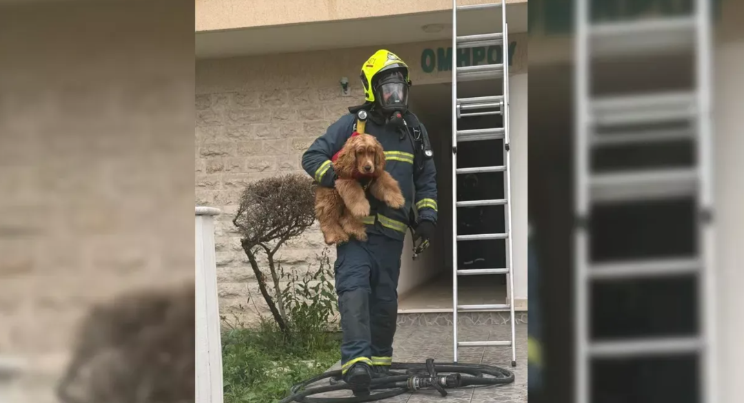 Πυρκαγιά στη Λάρνακα: Η στιγμή ανθρωπιάς που ξεχώρισε - Πυροσβέστης διέσωσε το σκυλάκι της οικογένειας