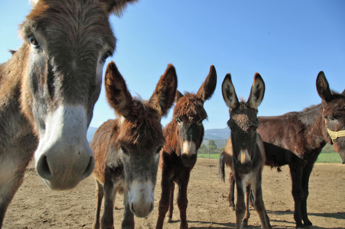 Ευκαιρία για εκδρομή: Ένα νέα χριστουγεννιάτικο χωριό κάνει την εμφάνισή του τα Θεοφάνια – Θα έχει και βόλτα με γαϊδουράκια