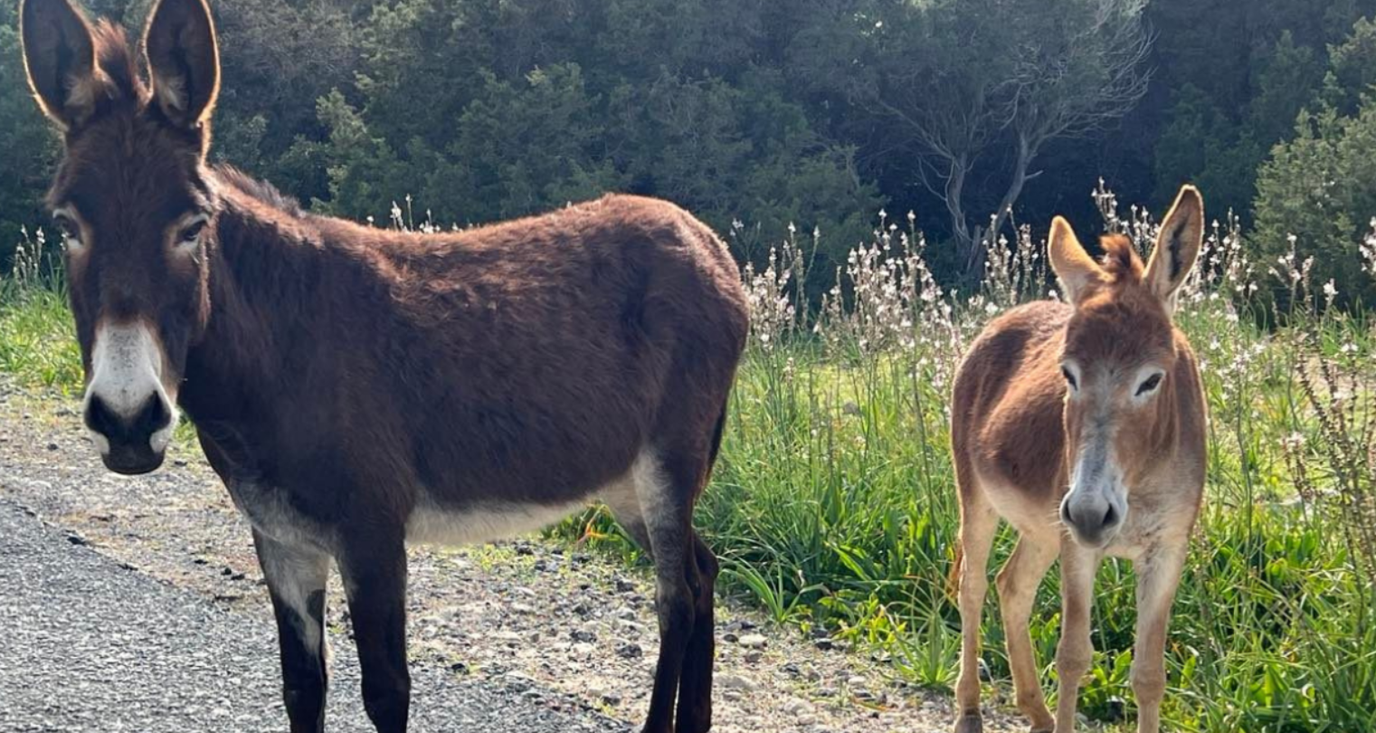 Ο γάρος της ημέρας: Οργή από φωτογραφίες - Πάρκαρε σε θέση ΑμεΑ ενώ υπήρχαν άδειες θέσεις