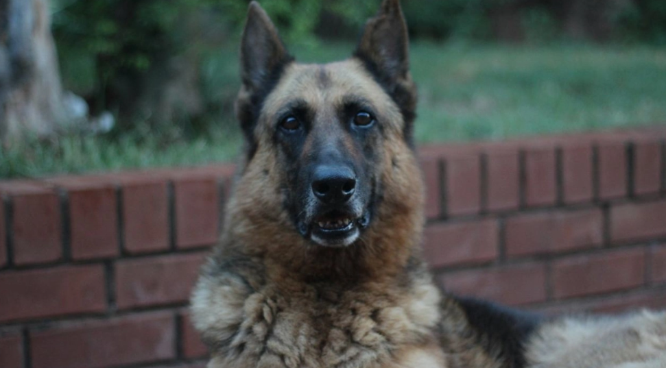 Εκπαίδευσε τον σκύλο του να πετάει σκουπίδια εκτός κάδων και το πλήρωσε