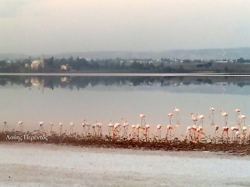 Πανέμορφες εικόνες από την Αλυκή Λάρνακας: Έκαναν την εμφάνιση τους τα πρώτα φλαμίγκο
