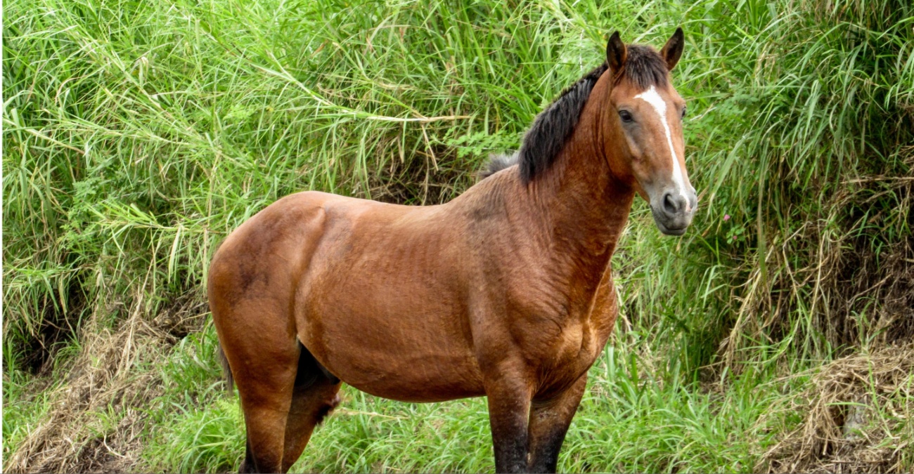Άλογο το ’σκασε και έκανε βόλτα στον Πρωταρά - Το βίντεο που έκανε τον γύρο του Facebook