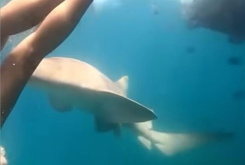 Τρομακτικές εικόνες: Καρχαρίας επιτέθηκε σε 36χρονη που έκανε κατάδυση – Δείτε βίντεο