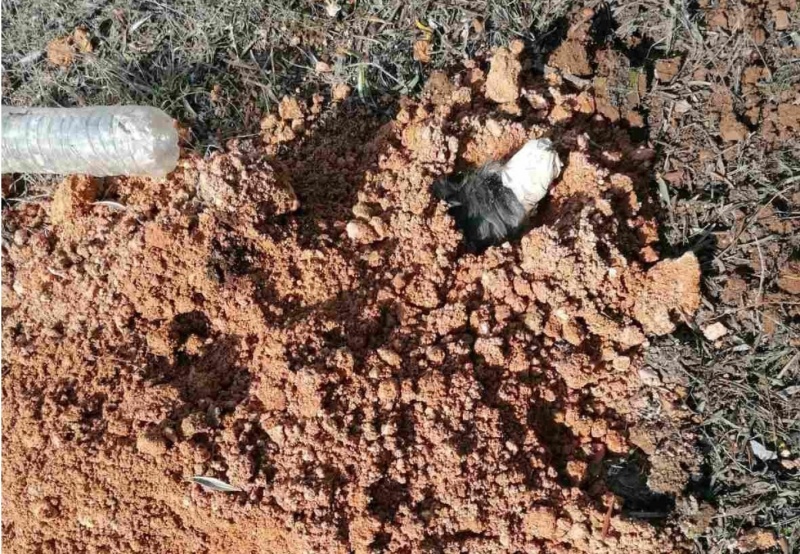 Σοκαριστικό: 90χρονος στην Ελλάδα έθαψε ζωντανό τον σκύλο της κόρης του