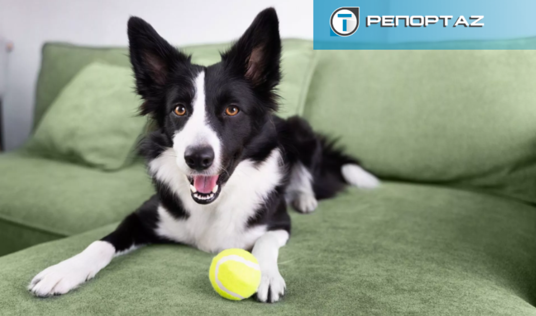 Διακοπές Χριστουγέννων: «Τρέχουν» για κρατήσεις στα ξενοδοχεία σκύλων - Ποιες μέρες έχουν γεμίσει και τι πρέπει να γνωρίζετε