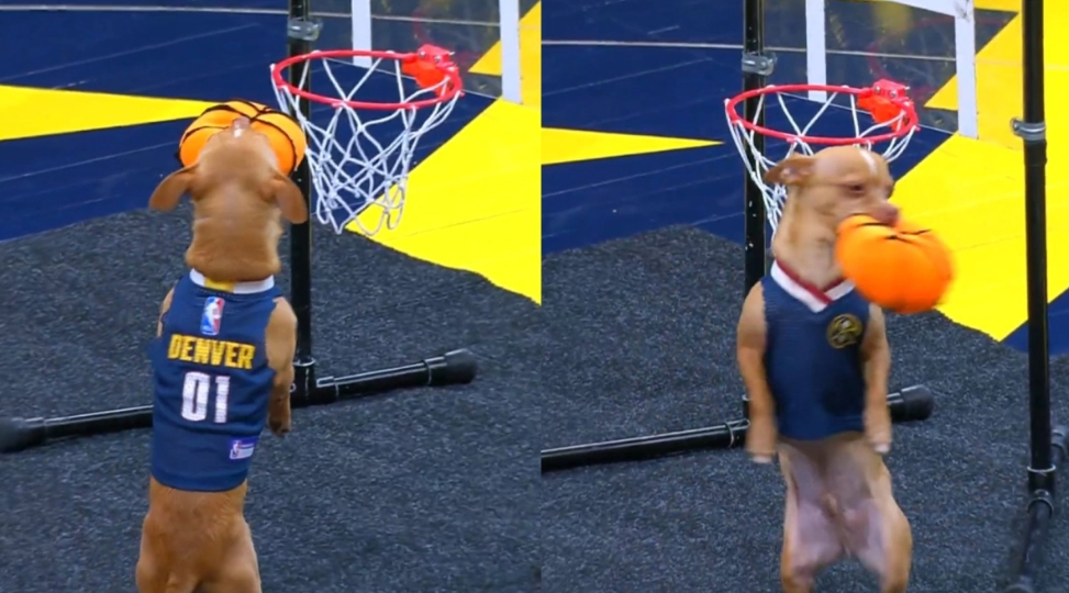 Αυτά μόνο στο NBA: Σκυλί έκανε 360 κάρφωμα!