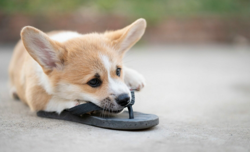 Πώς θα σταματήσετε ένα κουτάβι να μασάει τα πάντα μέσα στο σπίτι Πώς θα σταματήσετε ένα κουτάβι να μασάει τα πάντα μέσα στο σπίτι