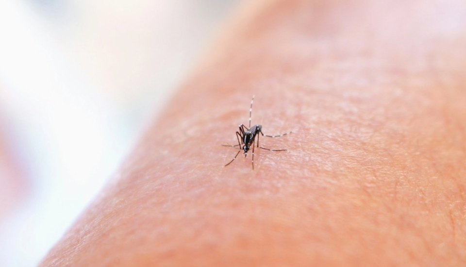 Γιατί δεν εξαφανίζονται πια τα κουνούπια τον χειμώνα: Τι ανησυχεί τους επιστήμονες