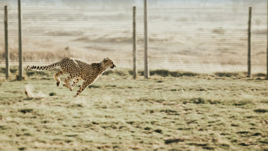 Τα γρηγορότερα ζώα σε ξηρά, θάλασσα και αέρα (BINTEO)