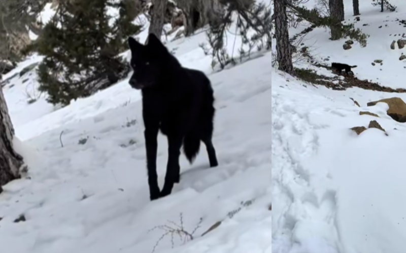 Λύκος στο Τρόοδος; Το βίντεο που έχει προκαλέσει αναστάτωση στα social media